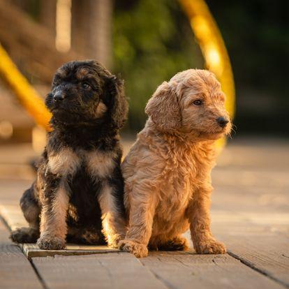 Brazos Sunrise Farm in Texas | Bordoodle puppies | Good Dog