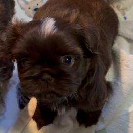 Daisy - Chocolate female Shih Tzu puppy in Live Oak, California from Irma's Shih Tzus