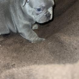 French Bulldog All Grown Up from Luxurious Desert Frenchies