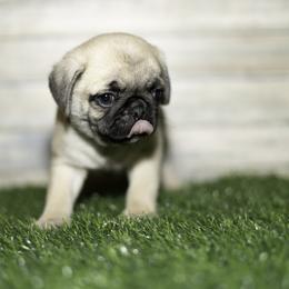 Mallard (yellow) - Fawn male Pug puppy in Hereford, Arizona from Broken Road Ranch Pugs