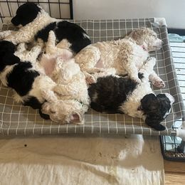 Australian Cattle Dog and Poodle Puppies from Hernwood Heelers & Poodles