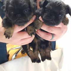 Brussels Griffon and Italian Greyhound Puppies from Adornare Kennels