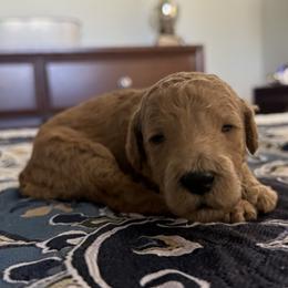 Miss White Collar (was Purple) - Cream female Poodle puppy in Screven, Georgia from Dreamland Standard Poodles