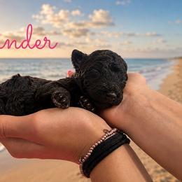 Islander - Chocolate female Goldendoodle puppy in Middletown, Ohio from Lady Doodle Farm