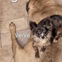 Chihuahuas and Chinese Cresteds from Harris K-9's