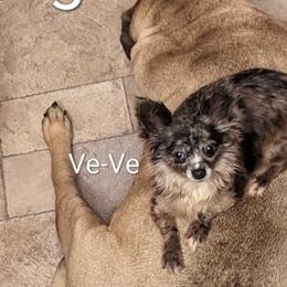 Chihuahuas and Chinese Cresteds from Harris K-9's
