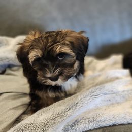 Havanese Puppies from Juniper Grove Havanese