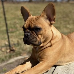 French Bulldogs from Frenchies by Micki
