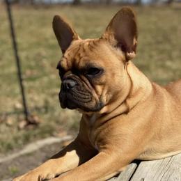 French Bulldogs from Frenchies by Micki