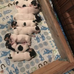 Teddy Roosevelt Terrier Puppies from Bridges Okie Kennel