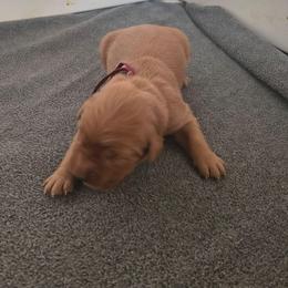 Rhubarb- Wine collar (2nd pick female) - Dark golden female Golden Retriever puppy in Tenino, Washington from Oak River Goldens'