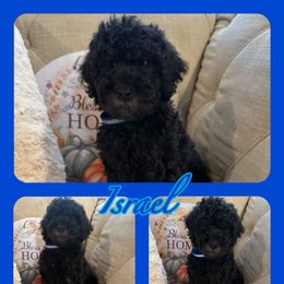 Israel - Goldendoodle puppy from Zona’s Teddybear GoldenDoodles