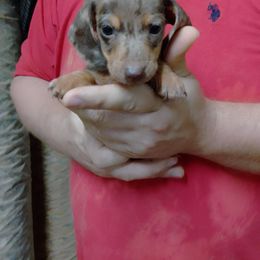 Boy 4 - Dapple male Dachshund puppy in Westover, Alabama from Small Paws Kennel