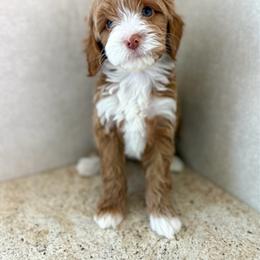 Blue - Red  male Goldendoodle puppy in Warsaw, Ohio from Lovabledoodles