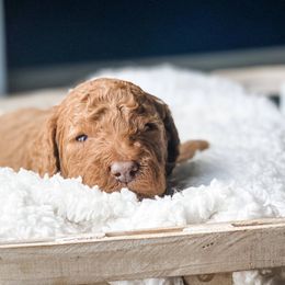 Bernedoodle, Goldendoodle, and Poodle Puppies from Florida Pumpkadoodles