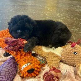 Louise - Black tri-color female Aussiedoodle puppy in Edgar Springs, Missouri from Scott’s Aussies LLC