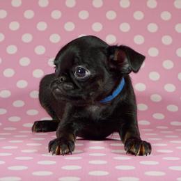AKC Blue Collar - Black and tan male Brussels Griffon puppy in Florida from Robin’s Griffons