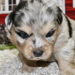 Blue Merle Male3 - Blue merle male Miniature Australian Shepherd puppy in Ronan, Montana from Dirt Road Aussie’s of Montana