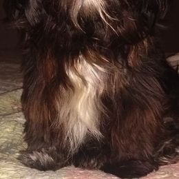 Shih Tzus from Diamond Mountain Shih Tzus