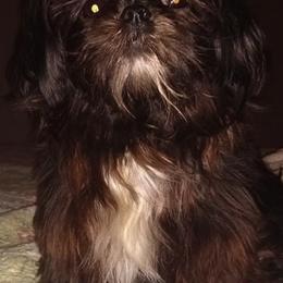 Shih Tzus from Diamond Mountain Shih Tzus