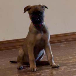 Hot Pink F - Red sable female Belgian Malinois puppy in Dewy Rose, Georgia from Rolling G Kennels