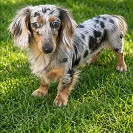 Blue bell - Dachshund