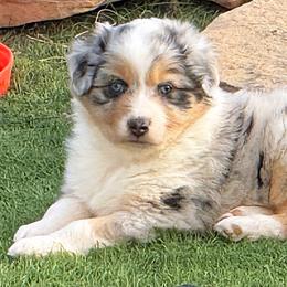 Boy 1 - Blue merle male Australian Shepherd puppy in Divide, Colorado from Outlaw Farm and Kennel
