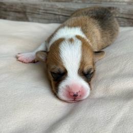 Hank - Sable male Pembroke Welsh Corgi puppy in Ledbetter, Texas from Texas Pembroke Corgis
