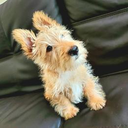 Peanut - Wheaten male Scottish Terrier puppy in Coeur D'alene, Idaho from Kimball Kennels