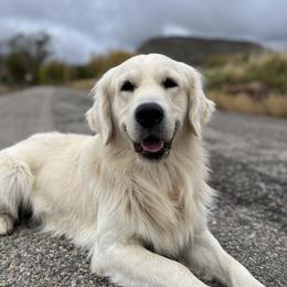 Rex - Golden Retriever