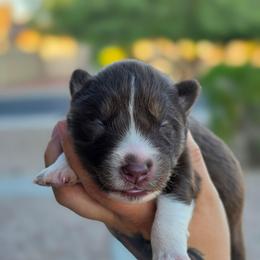 Riley - Red and white male Siberian Husky puppy in Buckeye, Arizona from Anime Huskies