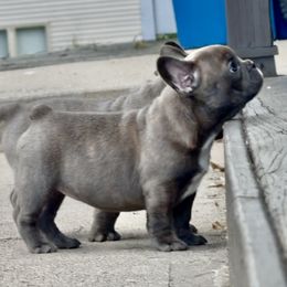 French Bulldog Puppies from Clay Acres Frenchies