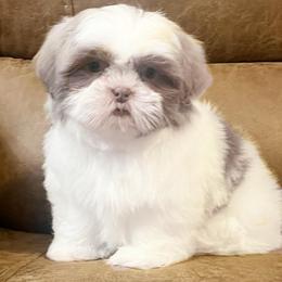 AKC River - Blue and white male Shih Tzu puppy in Greenville, South Carolina from Babyface Shih Tzu