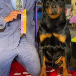 Rottweilers from Hicks Farms Rottweilers