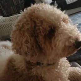 Goldendoodles from O.C. Goldendoodles Love