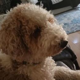 Goldendoodles from O.C. Goldendoodles Love