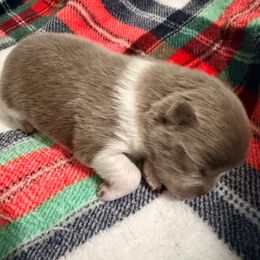 Peppermint - Lavender female Pomeranian puppy in Clarksville, Tennessee from Bee Mine Maltipoos and Pomeranians