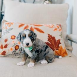 Nutmeg - Merle male Bernedoodle puppy in Murray, Utah from Sun Valley Doodles