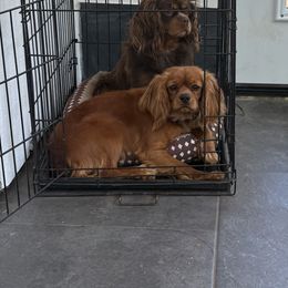 Cavalier King Charles Spaniel and Golden Retriever All Grown Up from Green Acres Nextgen