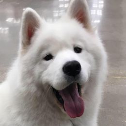 Samoyed All Grown Up from SnoHill Samoyeds