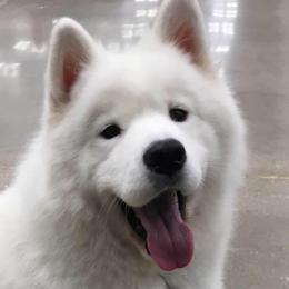 Samoyed All Grown Up from SnoHill Samoyeds