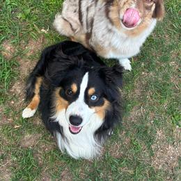Miniature American Shepherd puppies from Goading Glee Glade