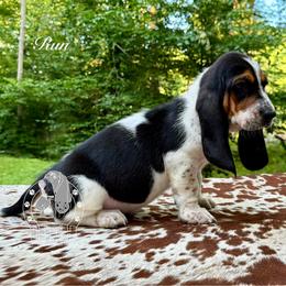 Rum - Black white and brown female Basset Hound puppy in Dingess, West Virginia from Tuckers' Howling Hounds