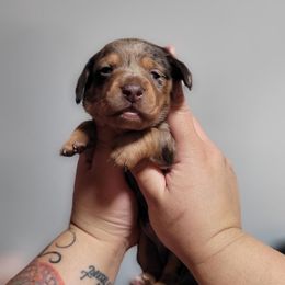 Woody - Dapple male Dachshund puppy in El Cajon, California from Lisa Buxton