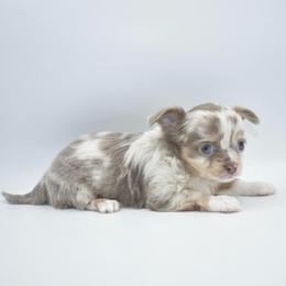 Champagne- TINY - Chocolate blue female Chihuahua puppy in Bulls Gap, Tennessee from Smokey Mountain Chihuahuas