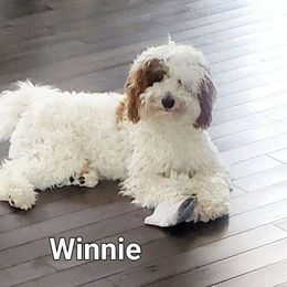 Winnie - Goldendoodle