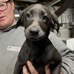 Hickory - Charcoal Dilute Retriever puppy in Somerset, Pennsylvania from Chickentown Labradors