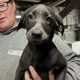 Hickory - Charcoal Dilute Retriever puppy in Somerset, Pennsylvania from Chickentown Labradors