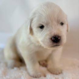 Pom Pom - White female Great Pyrenees puppy in San Marcos, California from Faith Family Freedom Farm