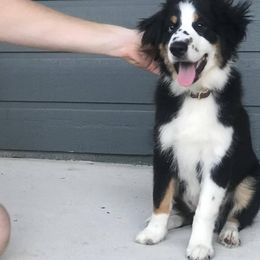 Miniature American Shepherd Puppies from Fruition Farms